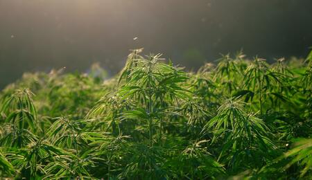 hemp plantation, industry and business in Africa. 