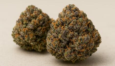 A close-up landscape photo of two Jelly Donutz high-THC cannabis buds resting on a smooth beige surface. The foreground bud is sharply detailed, showcasing vibrant green and deep purple hues coated in frosty trichomes, with bright orange pistils woven throughout. The second bud sits slightly blurred in the background, adding depth and highlighting the strain’s dense, sugary appearance.