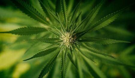 prominent green cannabis flower with pistils and ready to grow a bud. 