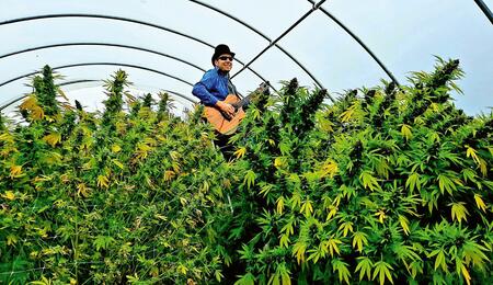 Hoe klinkt een cannabisplant?
