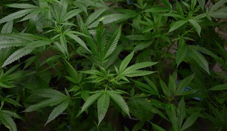 Cómo cuidar las hojas de la marihuana en vegetativo.