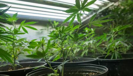 A Southern England grower shares real indoor cannabis growing tips, lighting experiments, and lessons learned while producing high-quality homegrown weed.