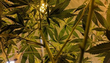 Homegrowing a Cannabis Plant: Killing Time During Lockdown