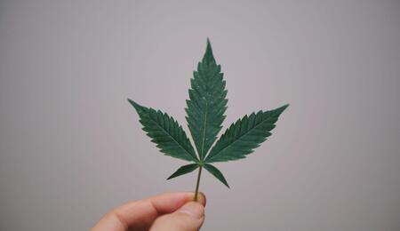Fito hormonas de crecimiento de la marihuana