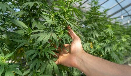 Learn how to feminize cannabis plants using STS and colloidal silver techniques. Learn more about the science behind feminized seeds, breeding and pollination. 