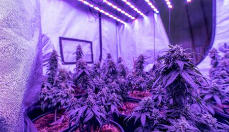 Check out these seven practical tips to optimize cannabis grow room lighting, manage canopy distance, maintain fixtures, and maximize plant harvest yields. 