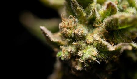 It was now carefully observed in a study how dried cannabis flower showed a much higher content of decarboxylated cannabinoids compared to fresh colas.