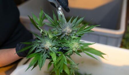 Learn about the unique properties of terpenes and flavonoids, the compounds that give scent, taste and color to cannabis, and what makes them different.