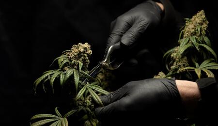 Discover the genetic selection and breeding techniques behind the Orange CBD strain, an award-winning high-CBD cannabis variety built for flavor and potency. 