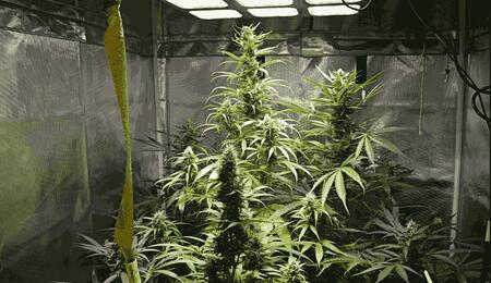 Learn the essential techniques for growing autoflowering cannabis indoors. Master lighting schedules, pot selection, and stress-free canopy management. 