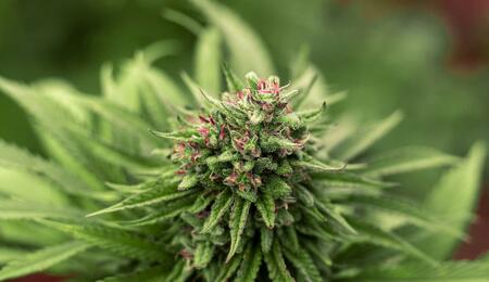 Learn how high pressure sodium HPS cannabis lighting mimics autumn sunlight to boost bud development, resin production, and yields during flowering.  
