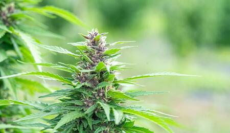 an image of green marijuana flower buds with purple hue growing in an outdoor garden. 