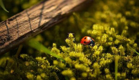 beneficial insects in growing cannabis