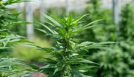 Learn how spring soil amendments like living soil, chitin, beneficial microbes and minerals can trigger systemic pest resistance response in cannabis plants. 