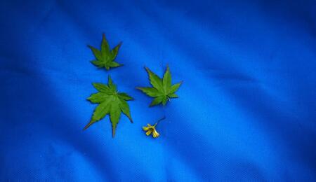 how to avoid cannabis dependency?