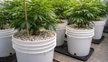 Learn how to grow high-yield cannabis using Hempy Buckets. This low-tech, high-reward passive hydroponic system is perfect for beginner growers on a budget.