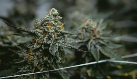 Master the art of cannabis cloning. Learn how to take clean cuttings from a mother plant, use rooting hormones, and care for clones for genetic consistency.