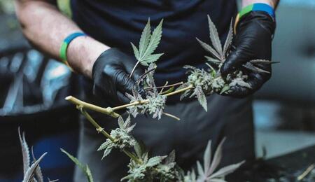 Grow tips for cultivating the Super Silver Haze cannabis strain. Check out recommended temperature, humidity and grow lights setup, training plants, and more. 