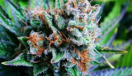 Find out key information about Blue Dream cannabis strain. How to grow this marijuana variety indoors, which nutrients and light setup to use, and more.