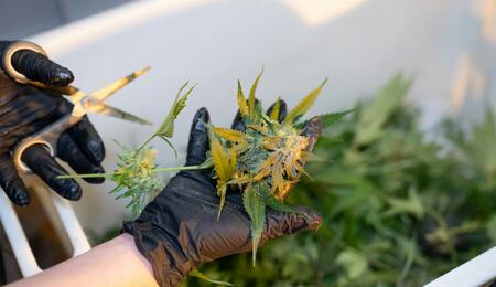 Learn more about Orange Haze cannabis, its parent strains, effects, and growing challenges. Get tips how to set up room climate and how to feed plants.