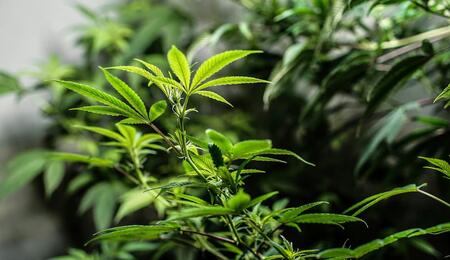 an image of indoor cannabis plant in its vegetation phase making its way toward the source of light. 