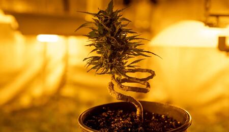 how to grow mother bonsai cannabis plant.