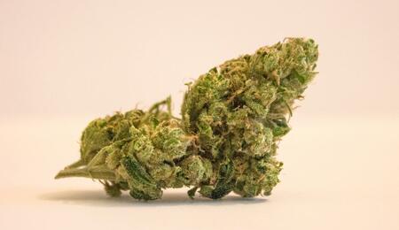 Here’s everything you need to know about the legendary OG Kush cannabis strain - genetics, effect and medical uses, taste and terpenes, grow tips and more.