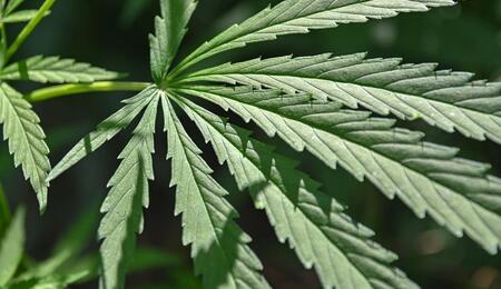 Learn more about Amnesia Haze cannabis, what is hiding in the strain’s genes, and what to do in the grow room to cultivate strong plants and boost yields.