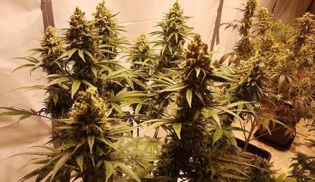 Ice Cream Cake cannabis is a strong indica hybrid strain that takes some skills to cultivate at home. Read what techniques to use if you grow it yourself. 