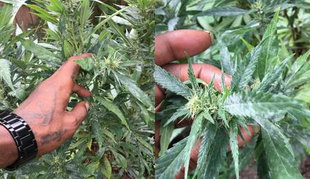 Get professional advice on how to grow Wedding Cake cannabis strain - plants can be cultivated both indoors and outdoors, and may yield up to 18 ounces each.
