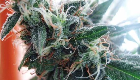 Get expert tips for growing the iconic White Widow strain — from lighting, nutrients and training to harvest and pest control — for healthy, high‑yield results.