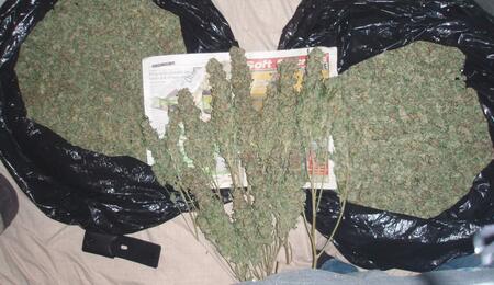 How to Harvest and Dry Outdoor Cannabis Plants