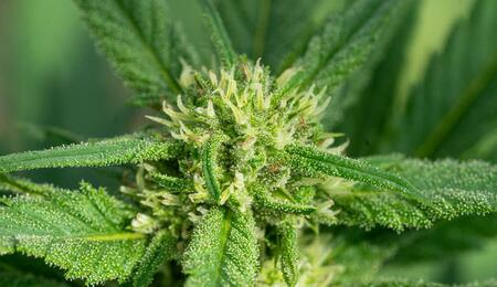 Grow tips for home cultivators of Super Lemon Haze (SLH) cannabis strain. Learn why this lemon-flavored plant is special, and how to grow outdoors and indoors. 