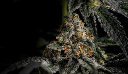 Master your winter grow room setup. Learn how to maintain optimal temperature and humidity setup, and how to deal with insulation to keep plants thriving. 