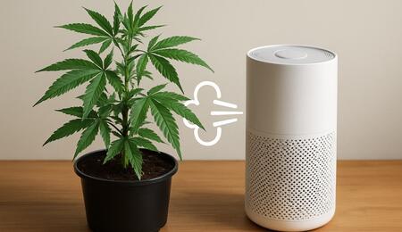 Yes. Get the definitive Do’s and Don’ts for cannabis odor control in your grow room, covering filters, neutralizers, and marijuana plants. Read the guide.