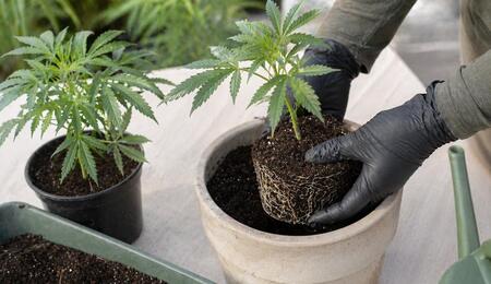 Young cannabis plant being transplanted into a larger pot with visible root ball and fresh soil