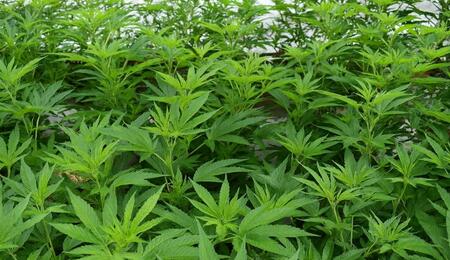 Unlock continuous cannabis yields with Monster Cropping. Learn this advanced technique for taking and re-vegging flowering clones for bushier, bigger harvests.