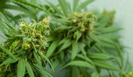 Prepare for cannabis harvest season with essential advice on environmental controls, trichome inspection, and drying setup to protect your crop.