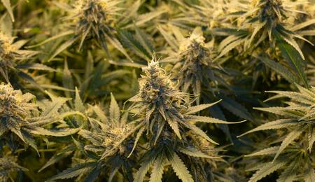 Learn how to execute an eco-friendly harvest for cannabis by reducing plastic waste, composting fan leaves, and utilizing energy-efficient drying systems. 