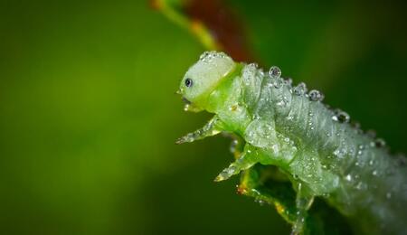 green caterpillar against a green-brown background, caterpillars are common pests in cannabis gardens.