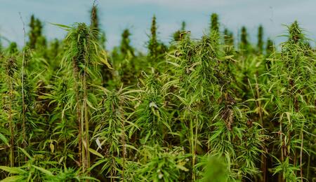Read more on how to protect your hemp harvest during transport by managing moisture, preventing crop damage, and carrying required legal documentation.