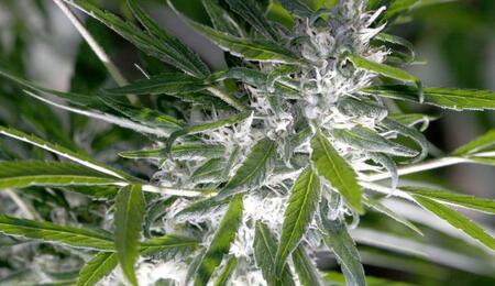 How to Use Baking Soda in Your Cannabis Garden