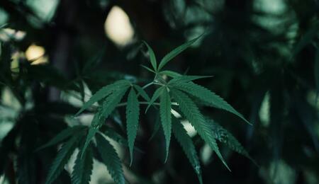 Read more how to use medical marijuana for chronic pain, nerve discomfort, and inflammation. Learn cannabinoid ratios, terpenes, dosing, and delivery methods. 