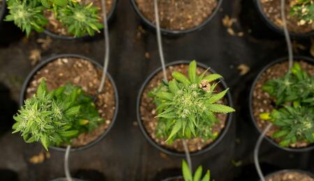 Learn how to properly water cannabis plants, improve root health, avoid overwatering, manage water quality, and maintain healthy and bountiful plant growth. 