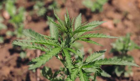 cannabis plant.