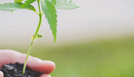 Pasos para germinar semillas de marihuana