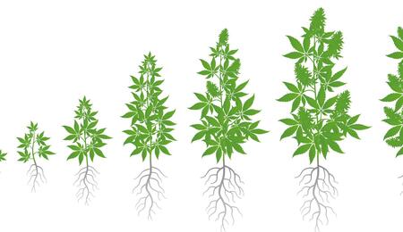 Nuevos descubrimientos sobre el microbioma del cannabis