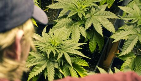 ¿Qué agua es la mejor en el cultivo de cannabis?