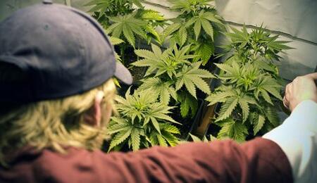 ¿Qué hacer si la policía llega al cultivo de cannabis?