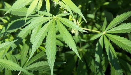 Niveles de electroconductividad en el cultivo de cannabis
